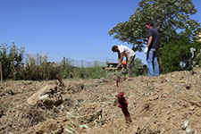 Planten tres vinyes a Avinyonet del Penedès seguint els mètodes de cultiu de l'època ibèrica