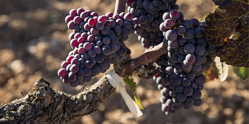 Torres presenta una de les varietats de raïm ancestrals que ha recuperat i reintroduït al Penedès