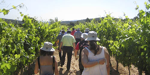 L'augment de l'enoturisme consolida la segona edició de La Verema del Cava